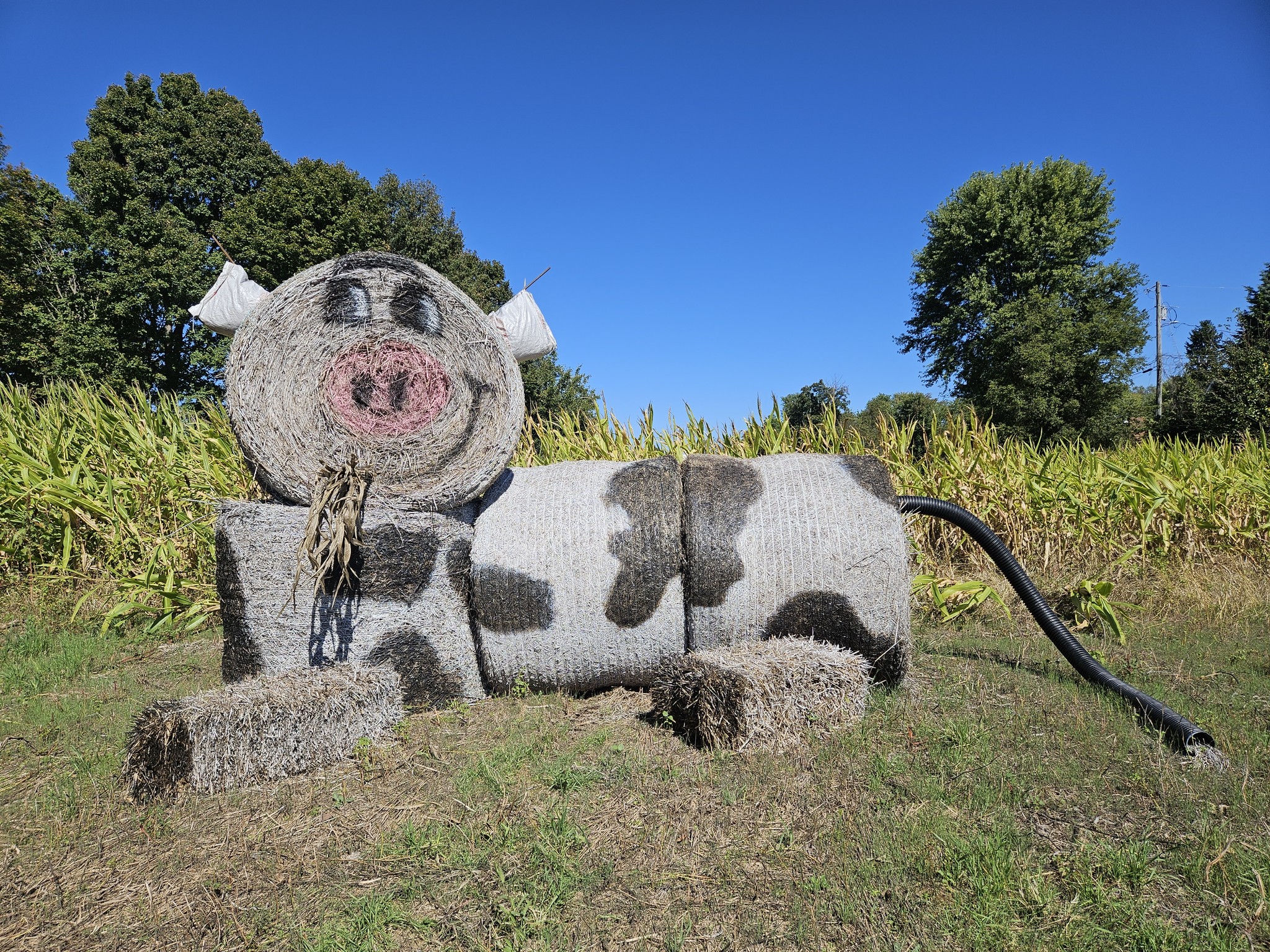 hay bale cow