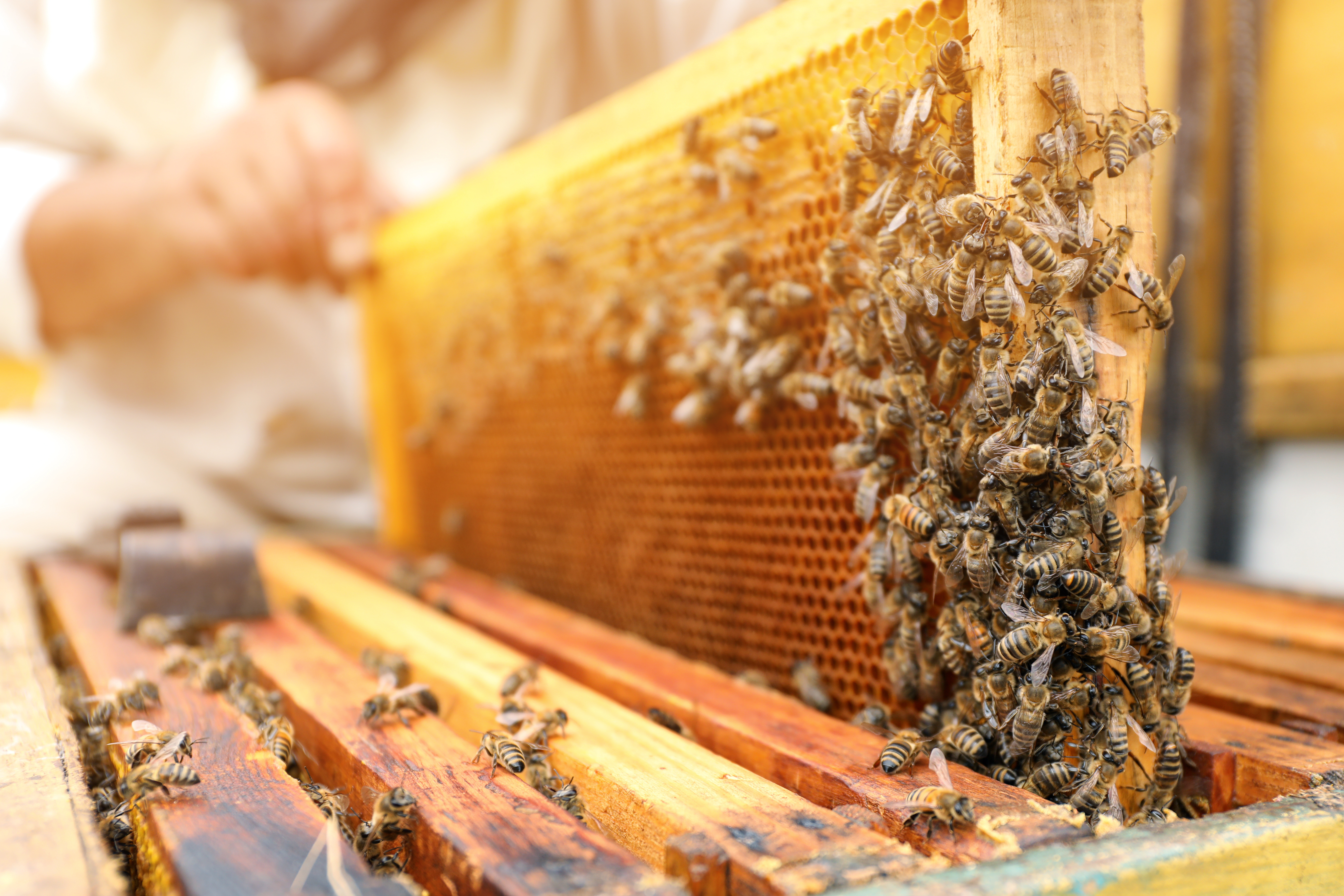 beekeeper removing frame from hive