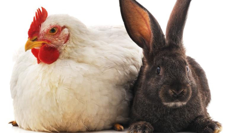 chicken and rabbit