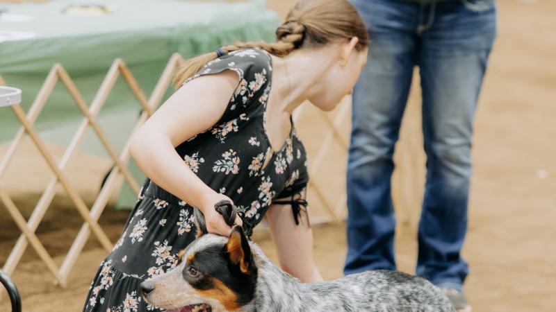 child showing dog